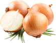 Nectared Nectarine